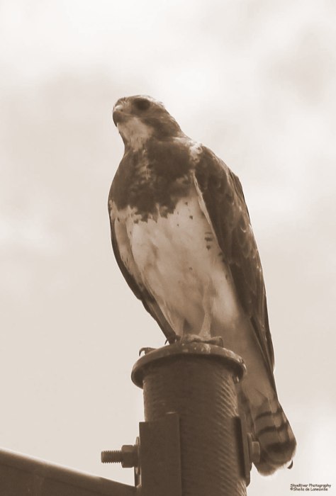 ~Sepia~ Swainson's Hawk