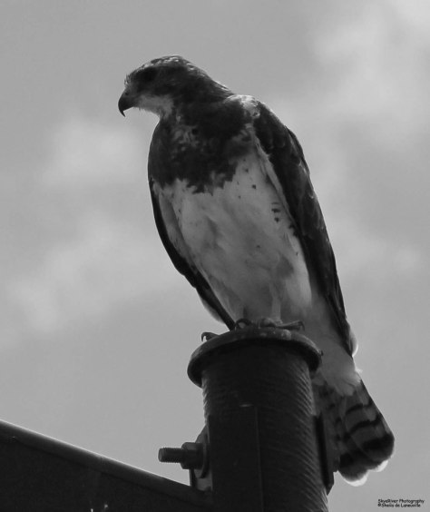 Swainson's Hawk in Black and White
