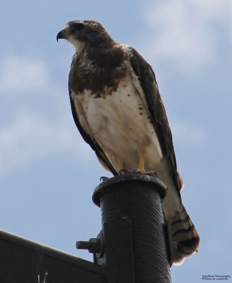 Swainson's Hawk (light morph)