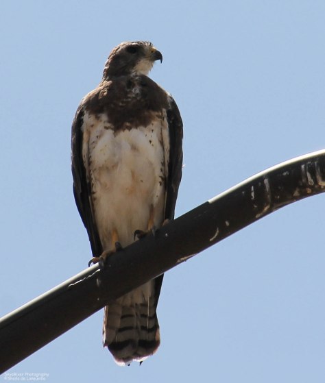 Swainson's Hawk (light morph) ~Looking right~