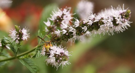 Blooming Mint (photo taken in my yard)