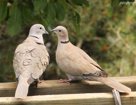 Eurasian Collared-Dove (pair)