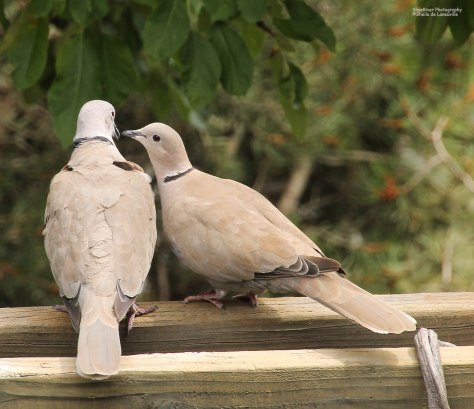 Female asking for a kiss