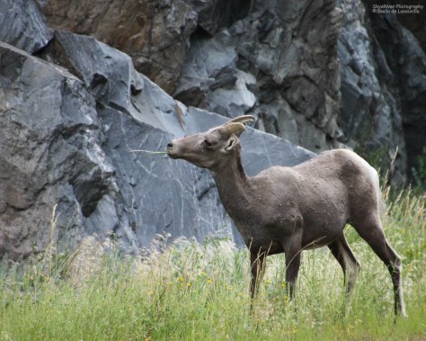 Rocky Mountain bighorn sheep (ewe)