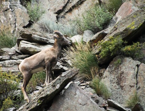Rocky Mountain bighorn sheep climbing the cliffs in the Big Thompson Canyon