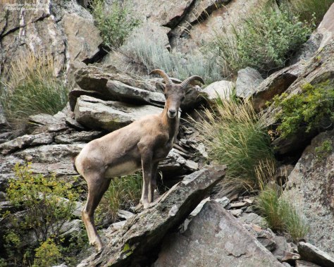 I think I have her attention; she was very high up the cliff.