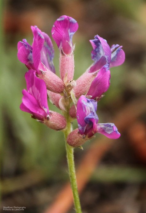 Purple & Pink Wildflower