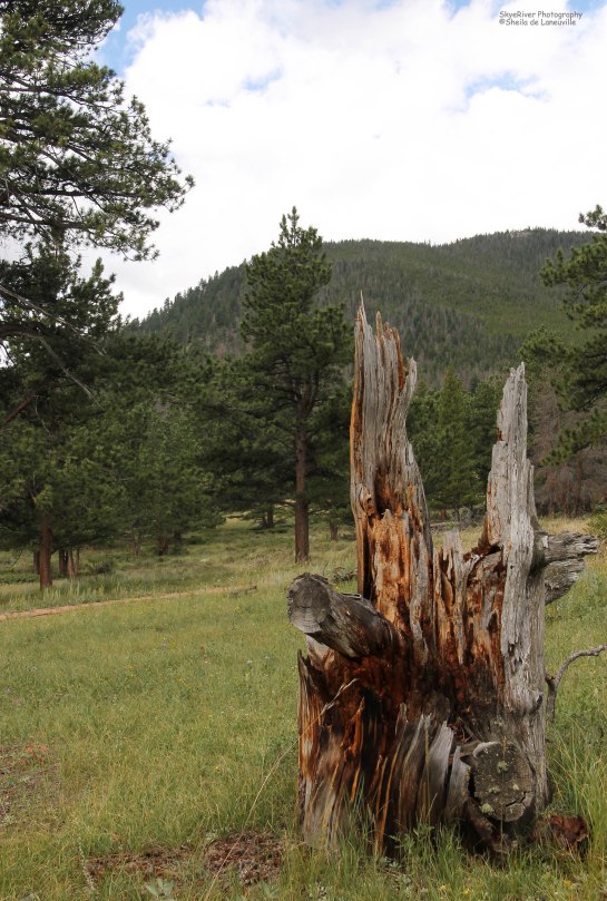 A Beautiful old Tree Stump