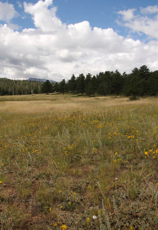 Meadow in Summer Colors