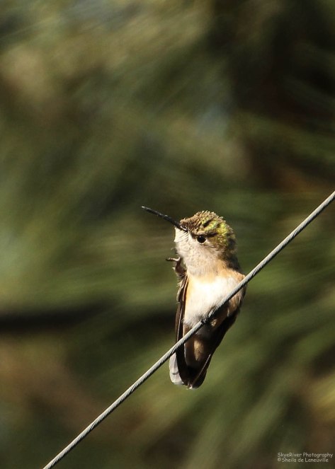 "I wish this itch would go away"