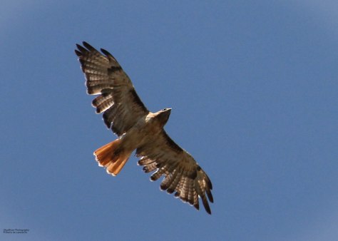 Red-tailed Hawk (rufous morph)
