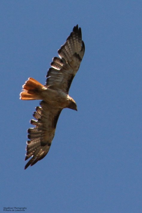 Magnificent red tail!