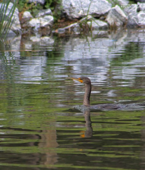 Double-crested Cormorant
