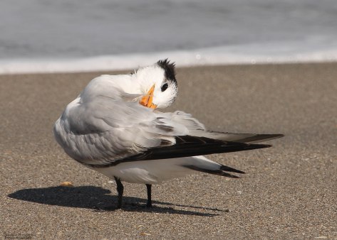 "I'll try to keep my head on straight!" (photo taken on the beach Hobe Sound, FL) 
