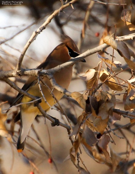 Berries and a shy Cedar Waxwing