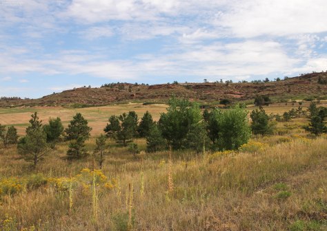 Colorado Meadow in Summer Colors (just to the west of me)