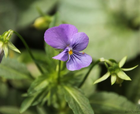 Tiny Spider on Violet