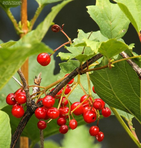 Red Berries `Close Up