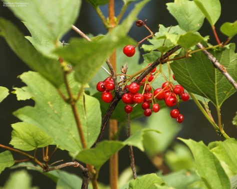Red Berries and Vines