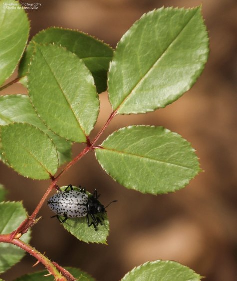 Pleasing Fungus Beetle