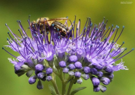 Hiding in the Blue Tips