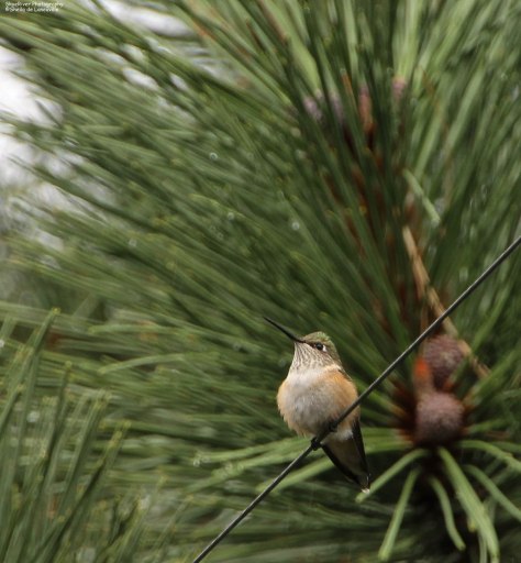 Broad-tailed Hummingbird
