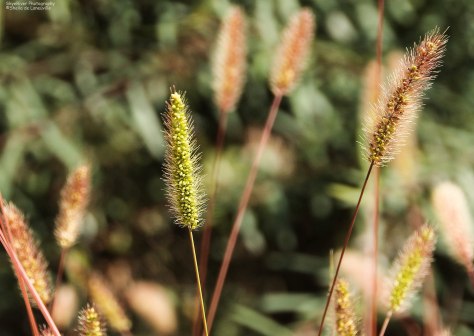 Blooming Grasses