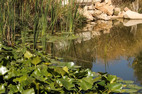 Lily Pads