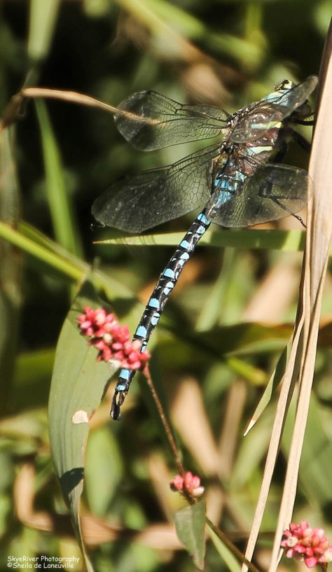 Blue Dragonfly and Red Flowers