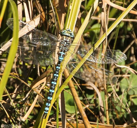 Dragonfly in Blue