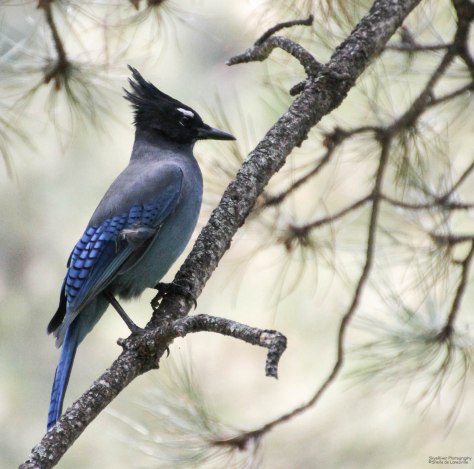 Steller's Jay