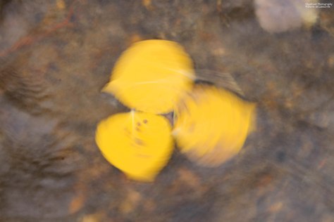 When nature plays, my song