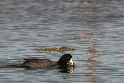American Coot (1)
