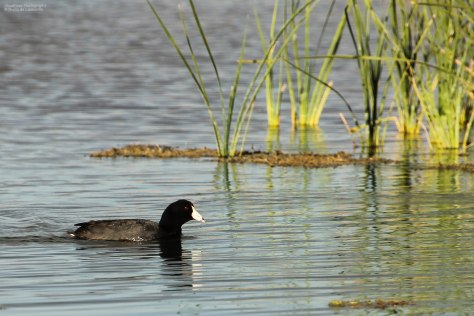 American Coot (2)