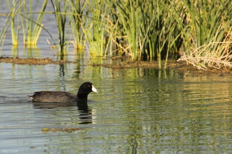 American Coot (3)