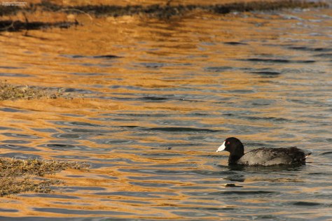American Coot (5)