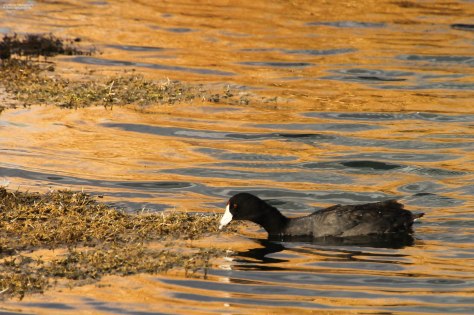 American Coot (6)