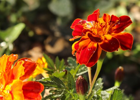 Snow melting on Marigold