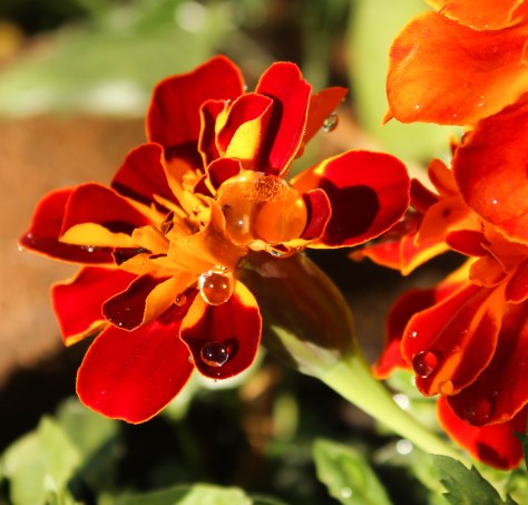 Snow melting on Marigold (taken with 18-55mm Canon lens)