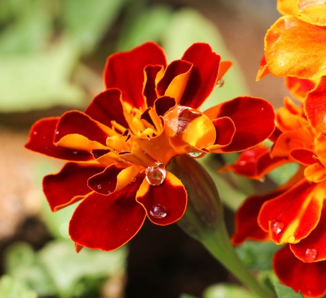 Snow melting on Marigold (taken with 1Canon Macro lens) 60mm)