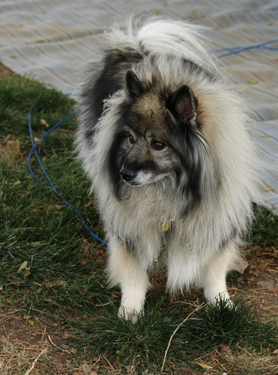 Skye at the Colorado City KOA 