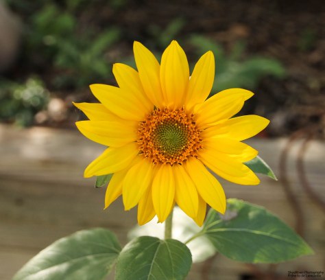 Sunflower in October