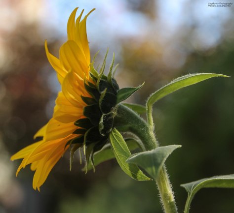 Sunflower in Profile