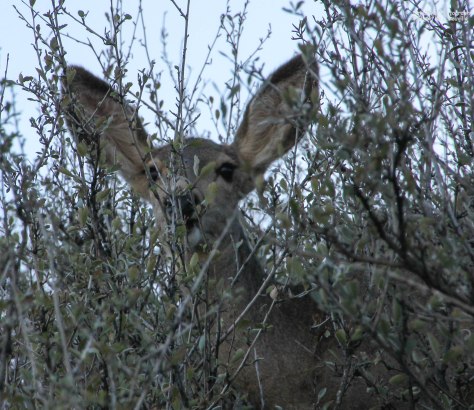 Whoa! What big ears you have!