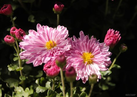 Mums fashion their appearance