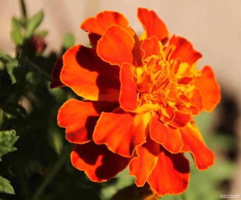 Marigold