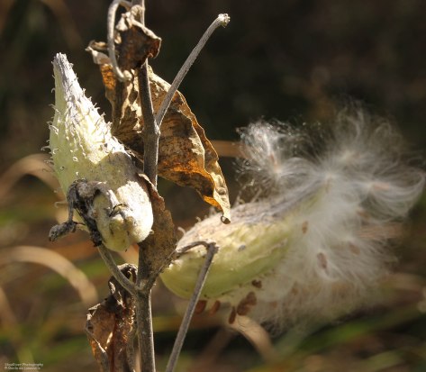 Milkweed Pods