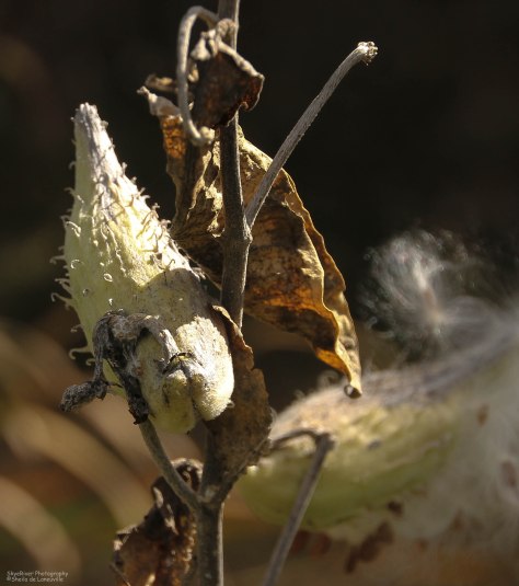 Milkwed Pods (close-up)