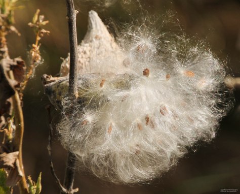 Bursting Milkweed Pod