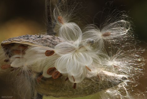 Milkweed Art